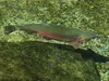 gofish