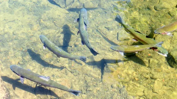trout551