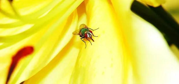 fly