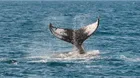 Wahoo-California