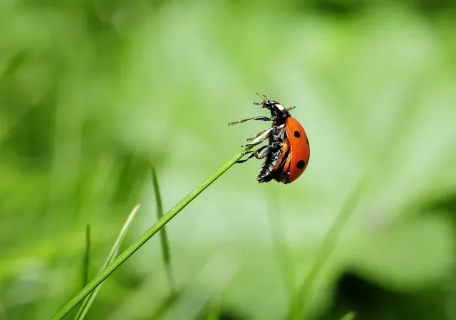 beetle