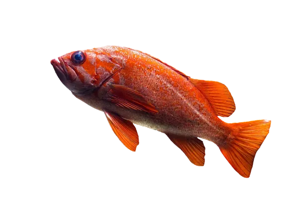 fishkill