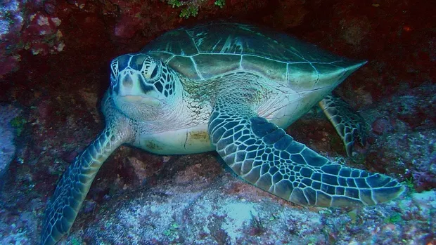 seaturtles