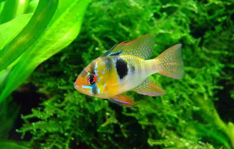 this-is-fly-pacu