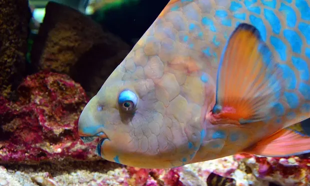 this-is-fly-parrot-fish-1