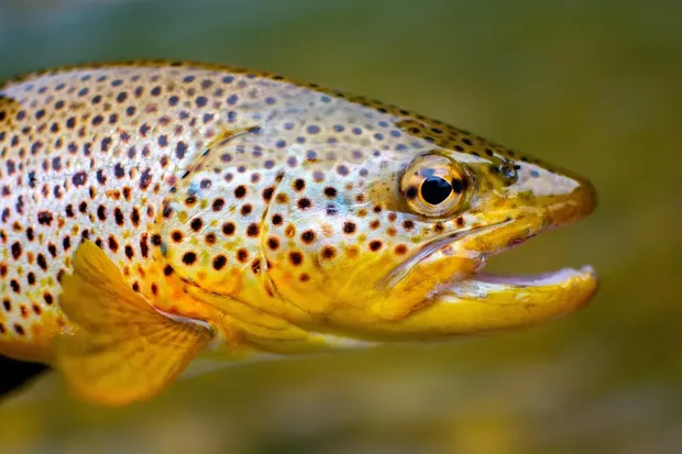 trout