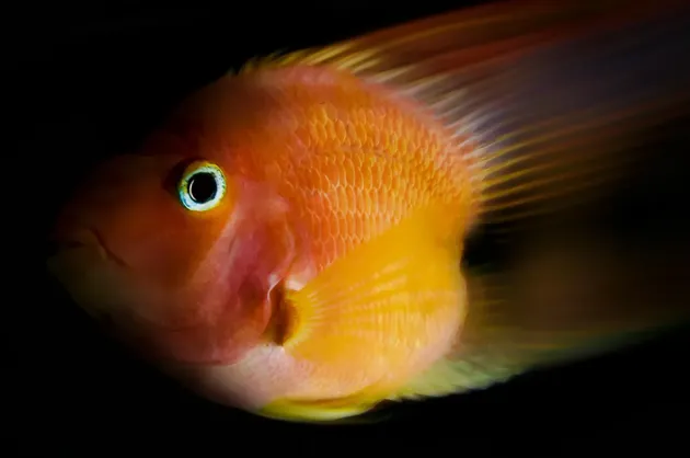 this-is-fly-parrot-fish