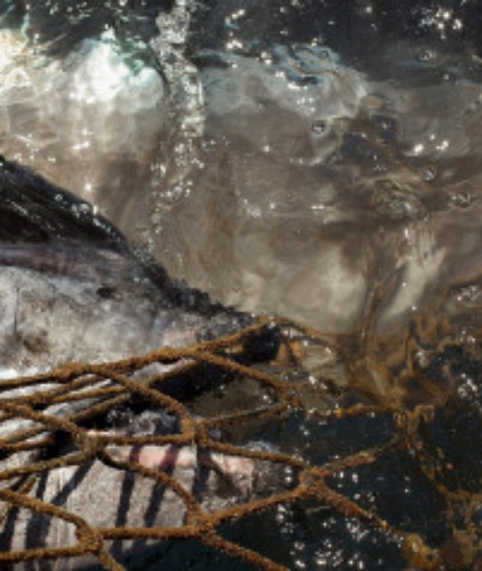 Traditional Blue Fin Tuna Fishing Off The Coast Of Spain