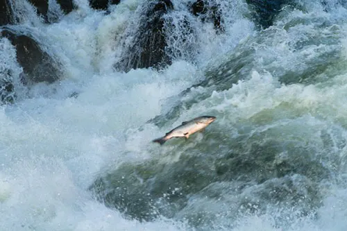 041715_chinook_salmon