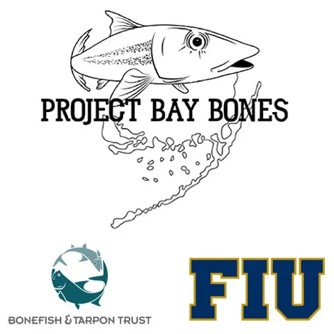 BayBone2
