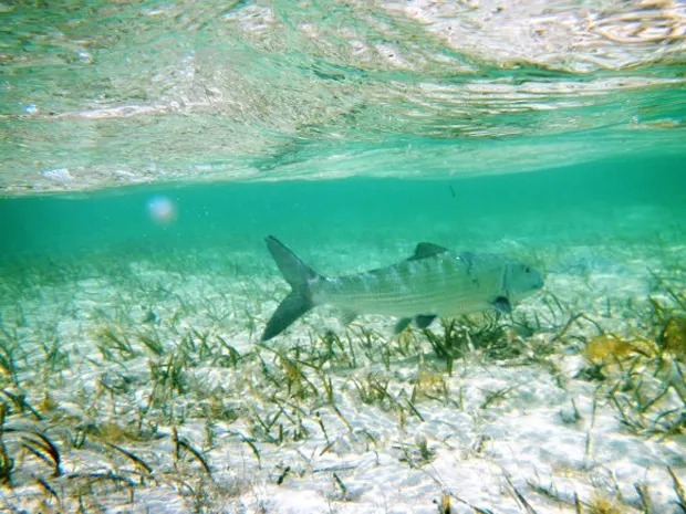 bonefish